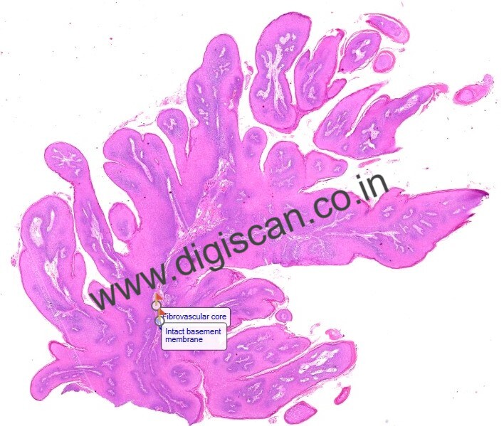 BDS Complete Digital Slides Set (Histology, Dental Anatomy & Oral Pathology)
